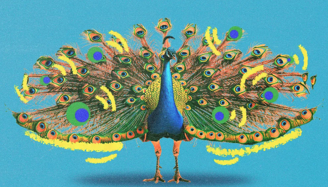 An illustration of a peacock with its tail unfurled