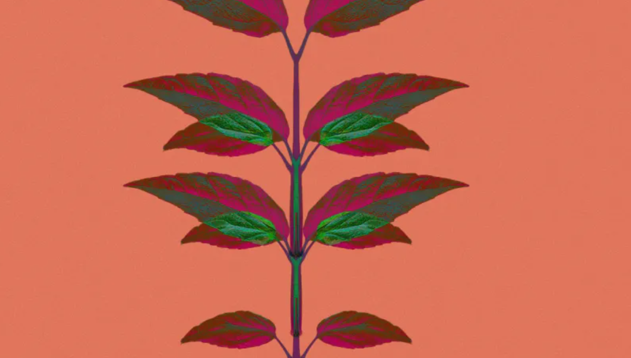 A stylised cross section of a stem with leaves against a pink background